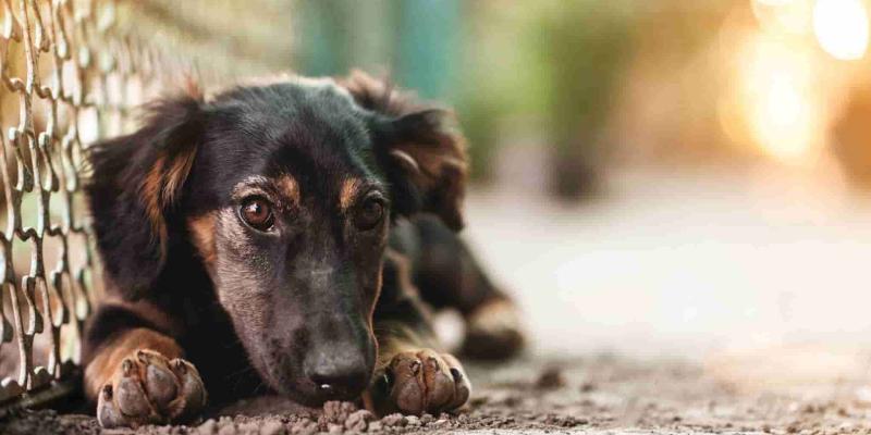Imagen de un perro abandonado/Aon España Ley de perros abandonados en Turquía