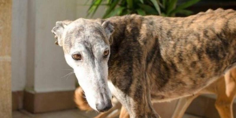 Abandono de perros de caza Galgo, raza característica de perros de caza