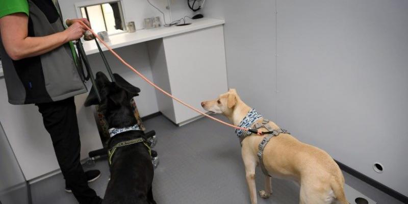 Los perros detectan el coronavirus antes de que aparezcan los síntomas