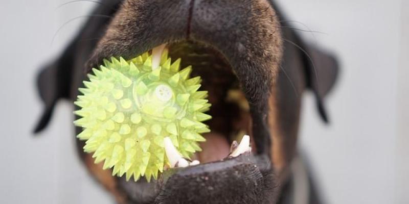 Cuidar de la salud dental de nuestros perros - Servimedia La salud dental de los perros