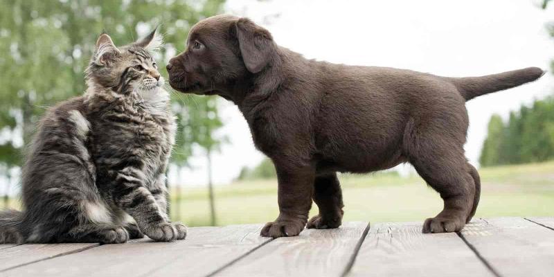 Mejorar las relaciones entre perros y gatos