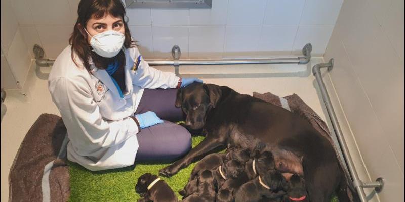 La importancia de los perros guía/ ONCE Camada de perros guía