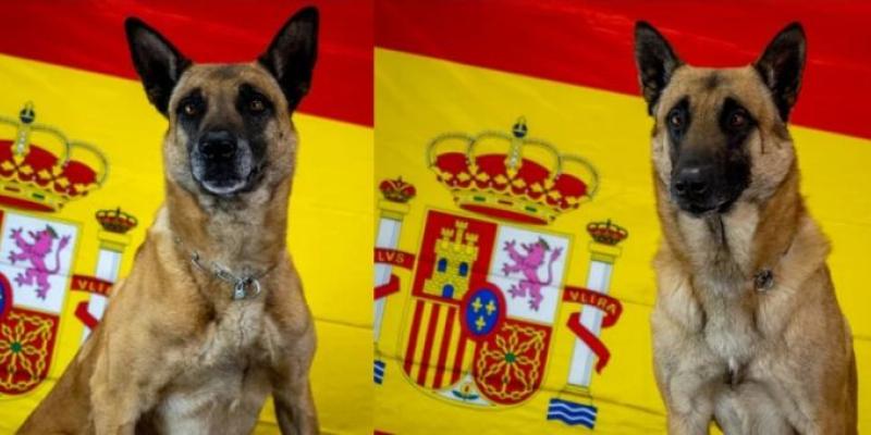 Imagen de Panzer y Nacho/Servimedia Dos perros militares se trasladan de misión especial