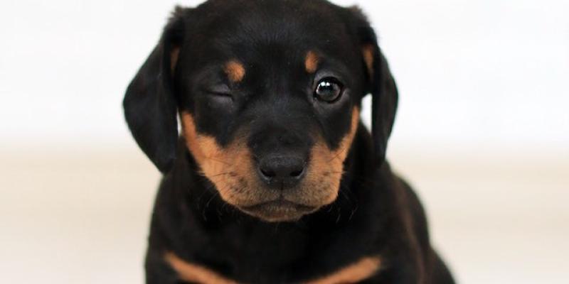 ¿Por qué nos miran fijamente nuestros perros? - Pexels La mirada fija de nuestros perros