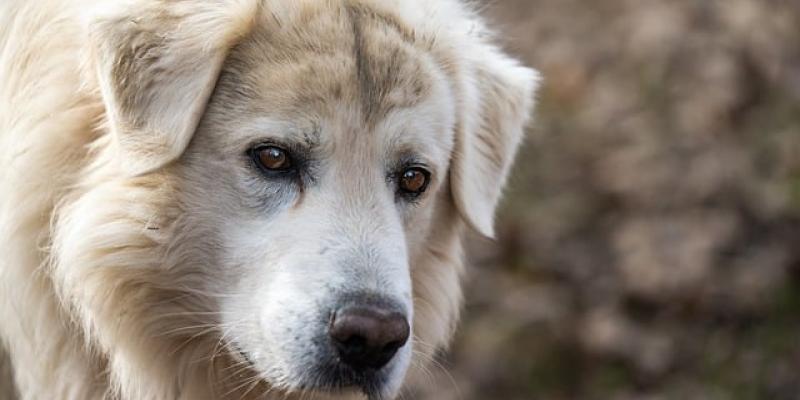 El régimen para los perros pastores - Pixabay Los perros pastores