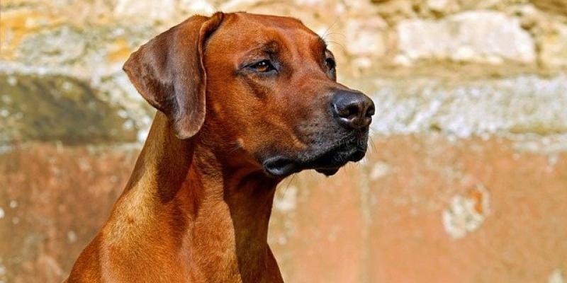 El olfato de los perros con las personas - Pixabay Los perros y su intuición