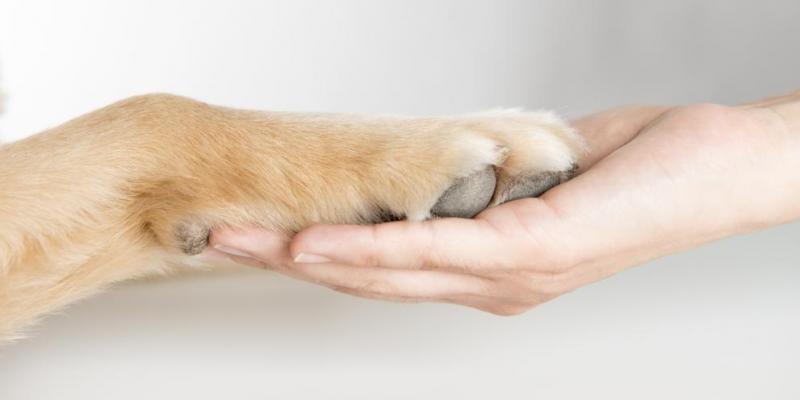 Imagen de una pata de perro y de humano/La Vanguardia Regla de los 5 segundos para proteger a los perros