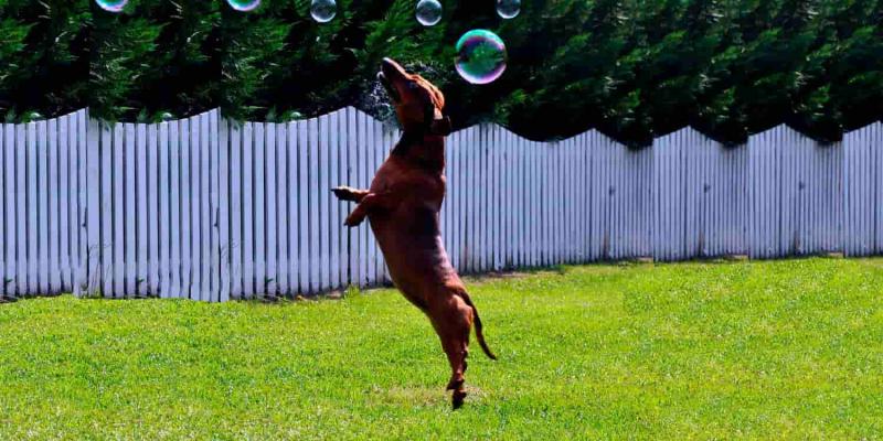 Imagen de un perro/revista LADRIDOS Peligros de los perros al saltar