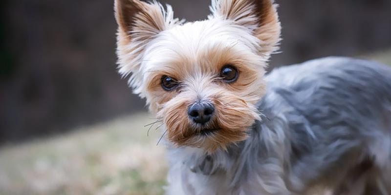 El tamaño de los perros/ Pixebay La existencia de perros grandes y pequeños, tiene su explicación/ Pixebay