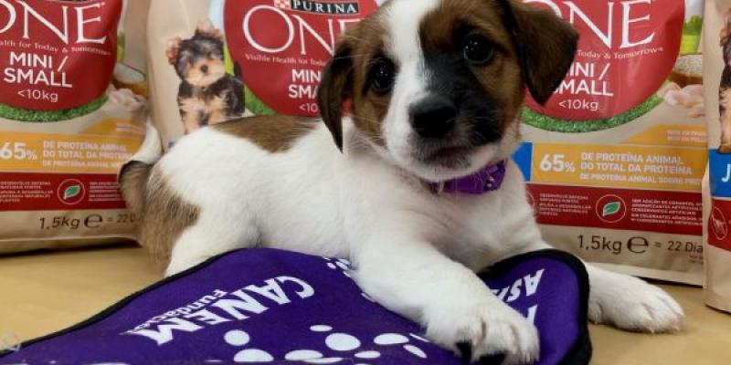 Los perros de terapia de la Fundación Canem Perros de terapia