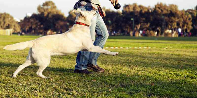 Los adiestradores de perros se convierten en la mejor opción para educar a tu amigo canino