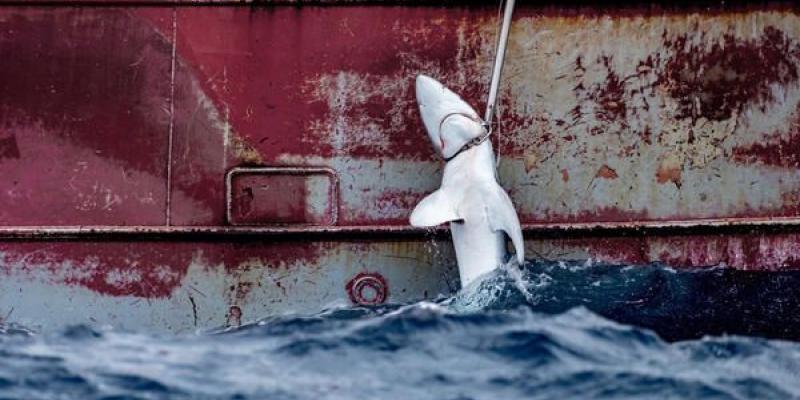 Pescando crías de tiburones