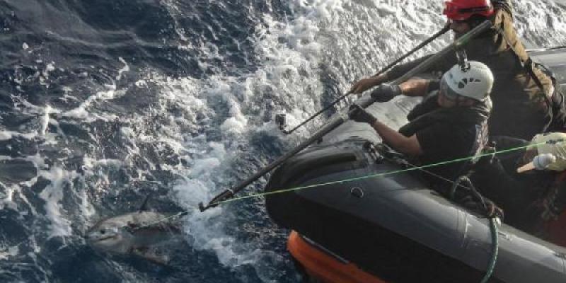 Pesca industrial Greenpeace luchando contra la pesca industrial