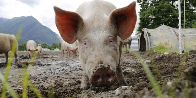 La peste dispara los precios de la carne de cerdo peste porcina africana cerdos