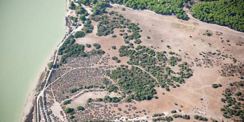 Pesticidas en Doñana - Foto: Junta de Andalucía Doñana