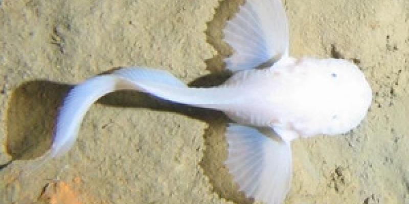 Descubrimiento del pez caracol