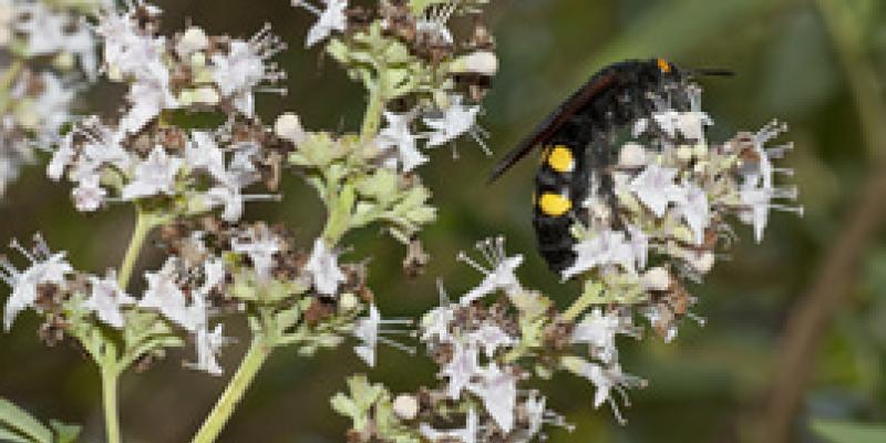 Imagen de una avispa/envatoelements Nuevo estudio relacionado con las picaduras de abejas y avispas