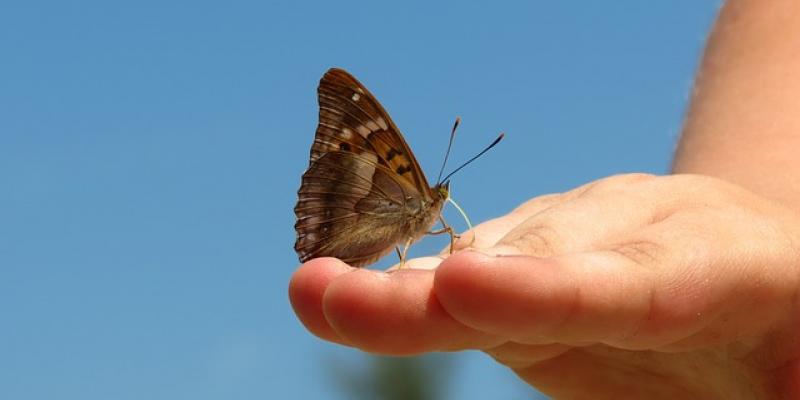 Piel de mariposa