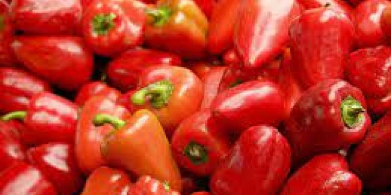 Estados Unidos prohíbe la importación del pimiento morrón española