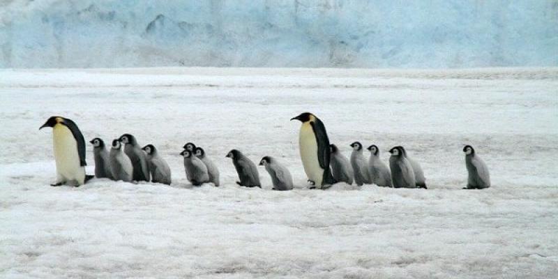Un grupo de pingüinos emperador con varias crías