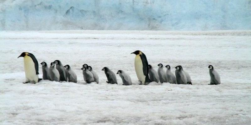 Pingüinos emperador paseando en la Antártida Un grupo de pingüinos emperador con varias crías