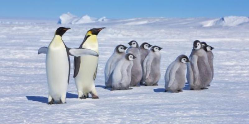 Pingüinos y microplásticos/ GTRES Pingüinos de la Anártida