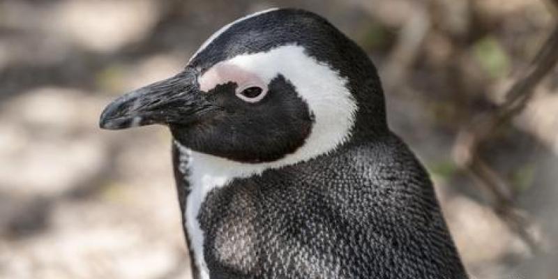 Los pingüinos mueren por falta de comida