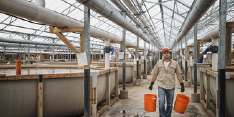 Imagen de una piscifactoría/envatoelements Piden mayor protección para los animales acuáticos