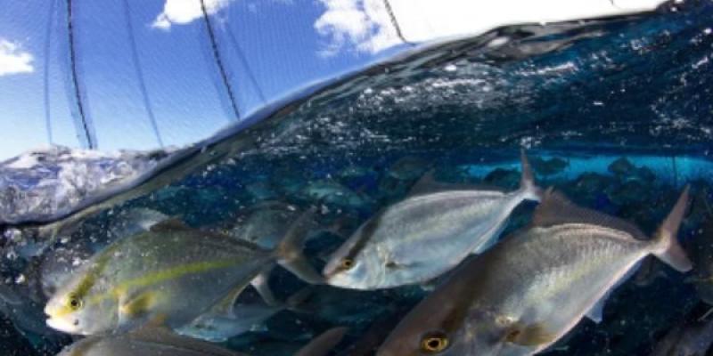 Piscifactorías en EEUU/ Los kanpachi hawaianos / BLUE OCEAN MARICULTURE Ejemplo de piscifactorías en el océano