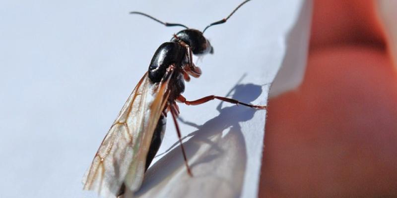 Hormigas voladoras/Pixabay