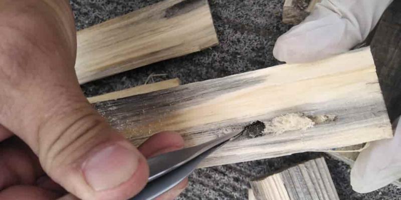 Detectan plagas en ciertos embalajes de madera