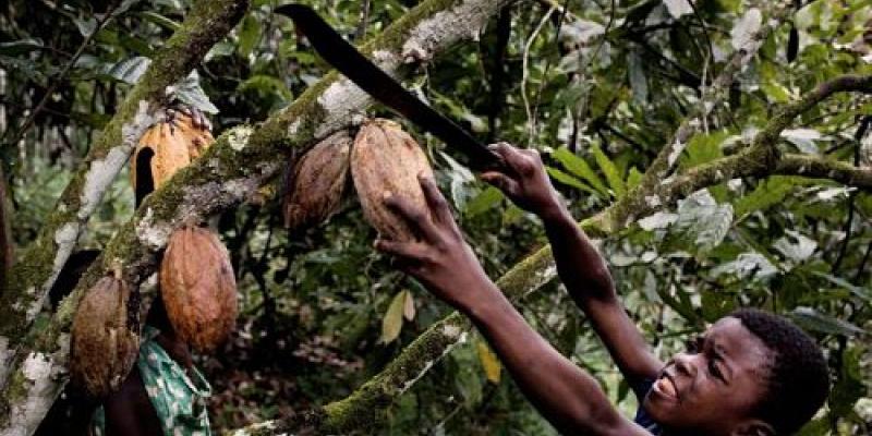 Imagen de un niño cogiendo cacao/Ámbito Financiero Nestlé lucha por acabar con el trabajo infantil