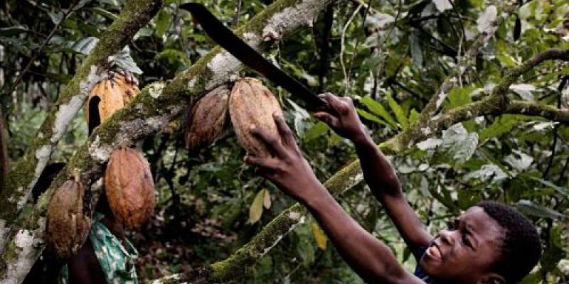 Nestlé lucha por acabar con el trabajo infantil