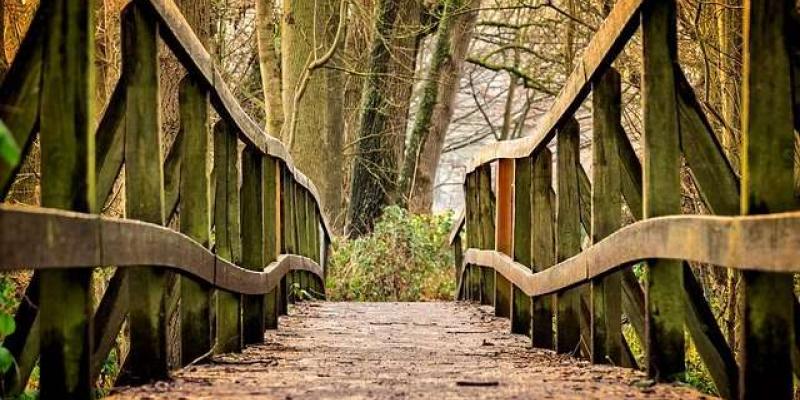 Vista de un puente en el bosque / Pixabay