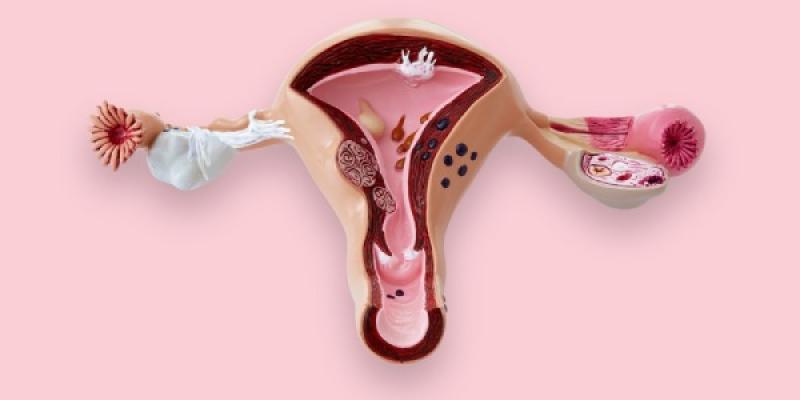 Planificación familiar Útero, aparato reproductor femenino