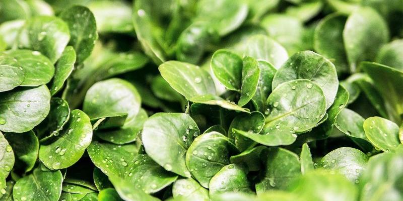 Pixabay Lechuga