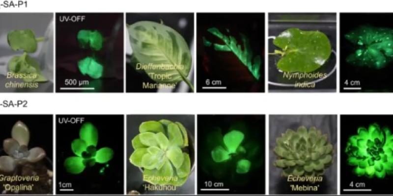 El futuro con las flores y plantas luminosas Flores y plantas luminosas
