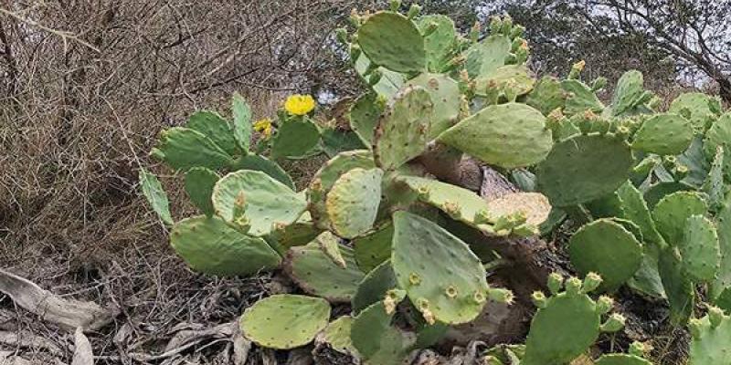 Las plantas invasoras