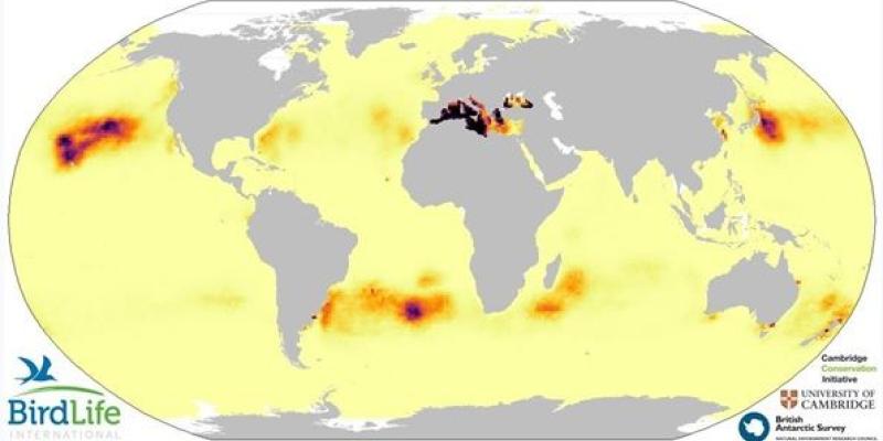 Los puntos 'calientes' para las aves marinas por contaminación plástica