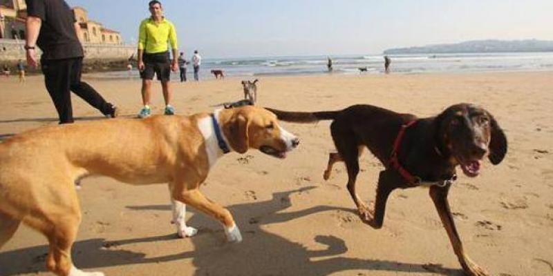 Perros jugando en la playa