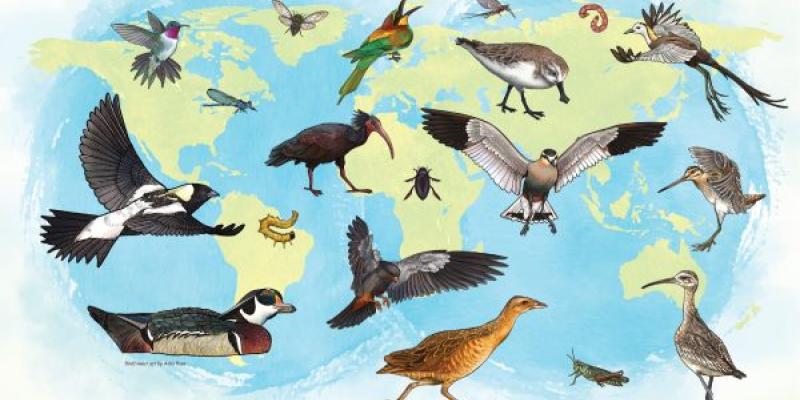 Las aves migratorias y sus problemas ante la falta de insectos | Imagen de CMS/AEWA/EFTA/Eaafp Cartel del Día Mundial de las Aves Migratorias