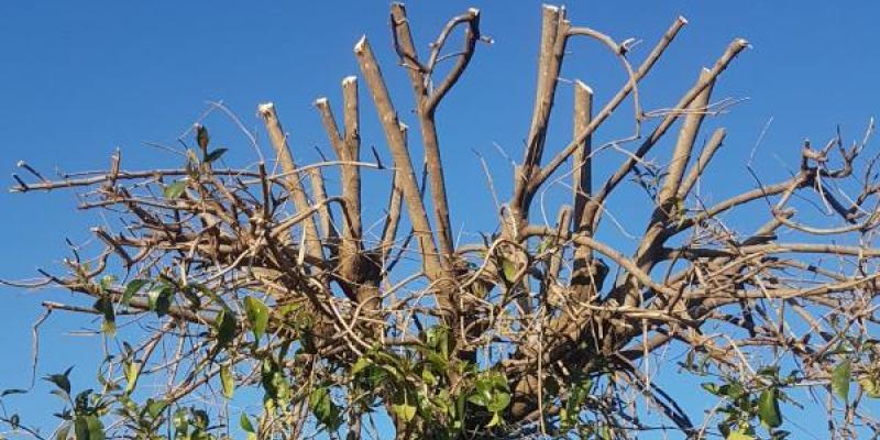 Podas agresivas Ejemplo de podas agresivas de árboles