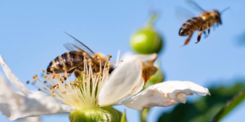 Polinizadores y su importancia