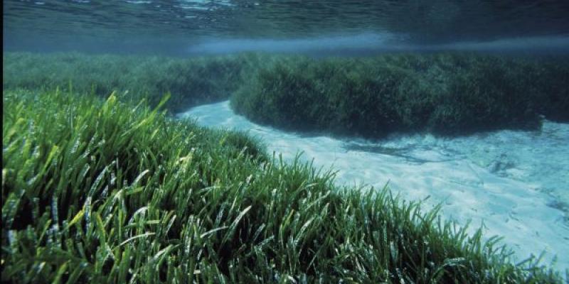 Situación de la posidonia/ Manu San Félix Posidonia bajo el Mediterráneo español