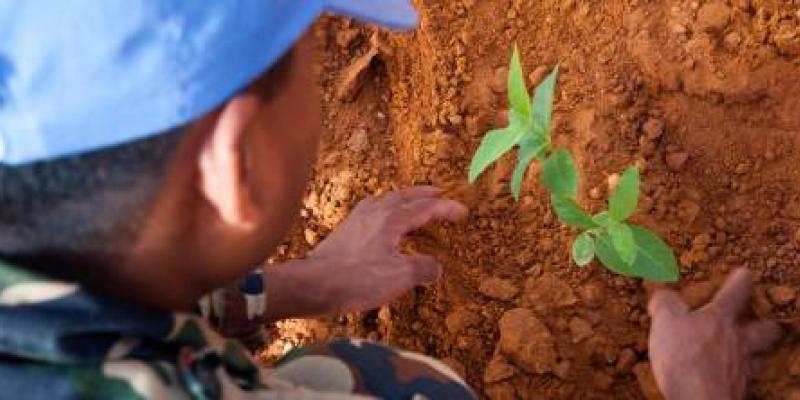 Un casco azul planta un árbol en el exterior de la sede de la Misión de la ONU en Sudán, en la localidad de El Fasher. 