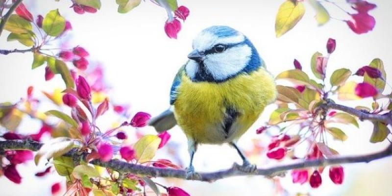 La llegada de la primavera: el temor a que se relajen la medidas anticovid/ pixabay Que la primavera no relaje nuestras precauciones