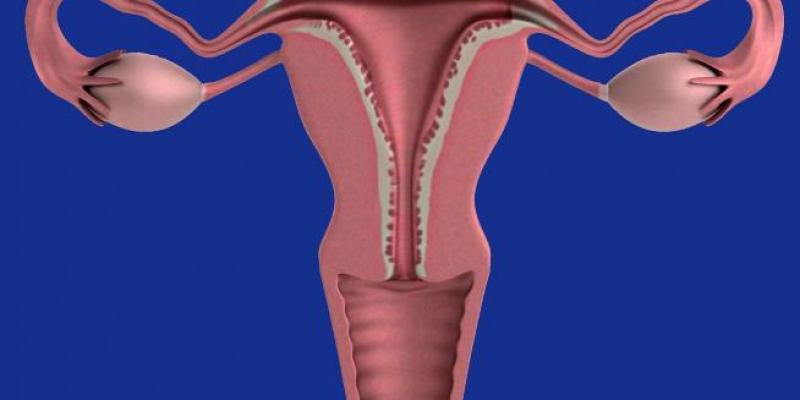 Imagen de un útero normal