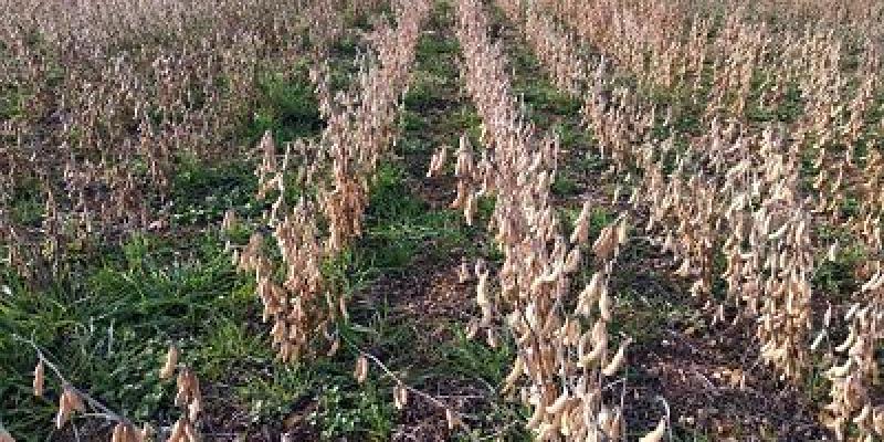 Imagen de una plantación de soja/Europa Press Ecologistas en Acción denuncia la alta producción de soja en España