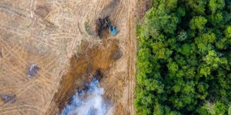 Deforestación No a la deforestación en cadenas de suministro