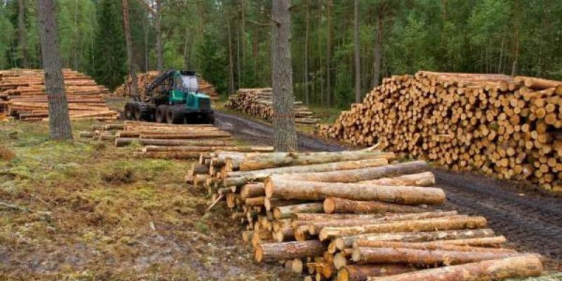 Productos libres de deforestación